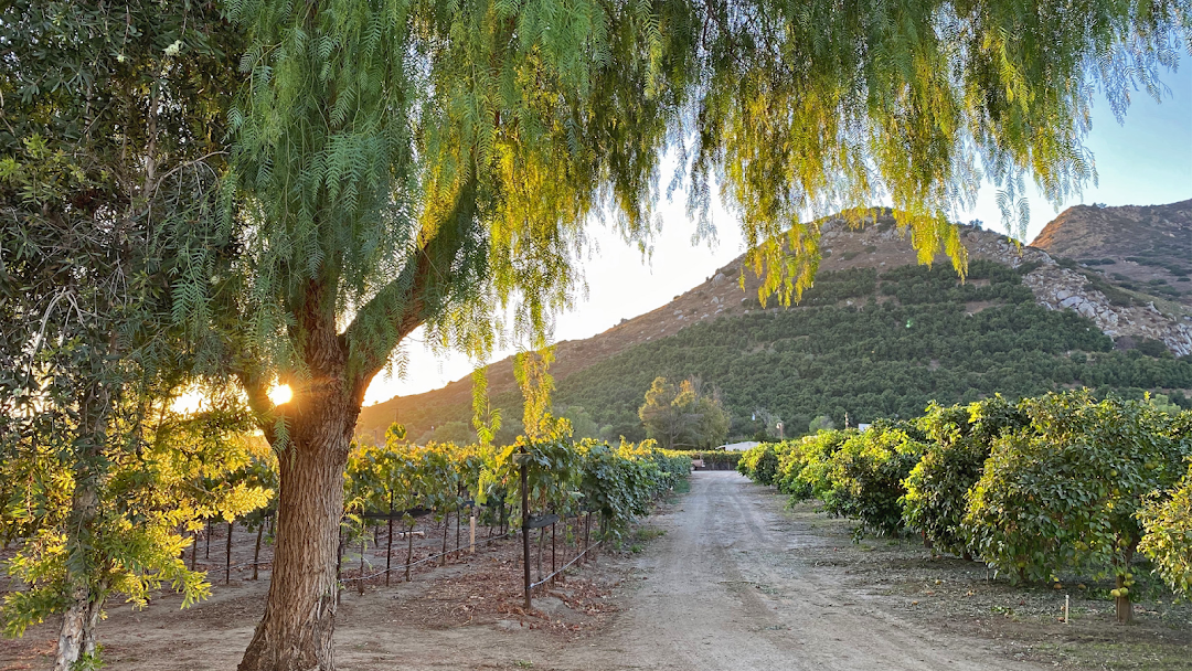 Rancho Guejito Vineyard