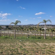 RAUL RAMIREZ BODEGAS Y VINEDOS